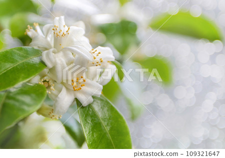 Orange tree white flowers and buds bunch on the blurred bokeh background 109321647