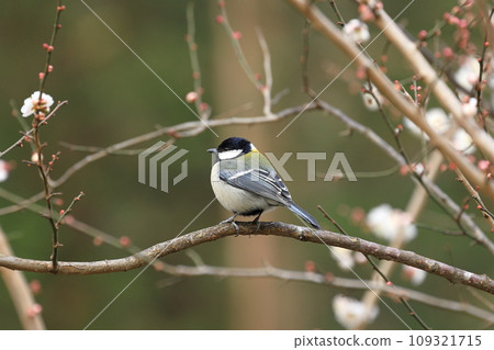 Great tit standing in a plum tree Great tit standing in a plum tree 109321715