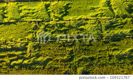 Falling rice in the field. Rice plants fallen because of strong winds and rain before harvest. Rice is damaged due to broken straw, making it more difficult to harvest. Falling rice in the field. Rice plants fallen because of strong winds and rain before harvest. Rice is damaged due to broken straw, making it more difficult to harvest. 109321767