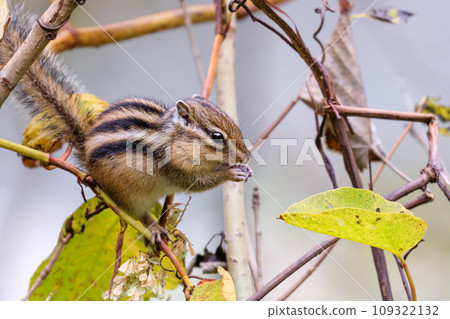 北海道佔冠村、吃堅果的蝦夷花栗鼠【10月】 109322132