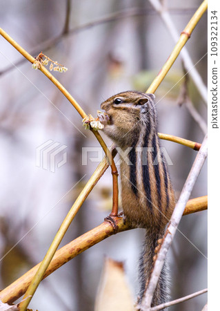 Hokkaido Shimukappu Village, Ezo chipmunk eating nuts [October] 109322134
