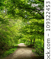 Path surrounded by fresh greenery 109322453