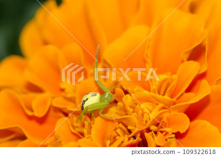 Hanagumo Hanagumo 109322618