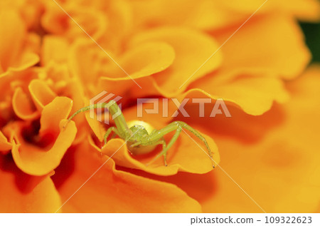 Hanagumo Hanagumo 109322623