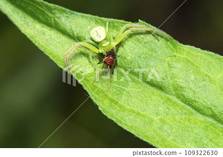 Hanagumo Hanagumo 109322630