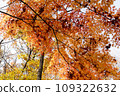 Momiji who changed leaves 109322632