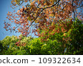 Momiji with blue leaves and blue sky 109322634