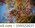 Autumn leaves shining in the blue sky 109322635