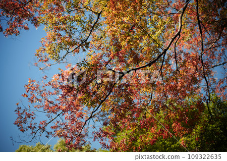 Autumn leaves shining in the blue sky 109322635