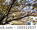 A tree with autumn leaves shining in the autumn sun 109322637