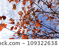 Autumn leaves and blue sky 109322638