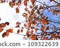 Autumn leaves and blue sky 109322639