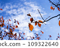 Autumn leaves and blue sky 109322640