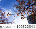 Autumn leaves and blue sky 109322641