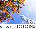 Autumn Leaves and Sky Tree 109322642