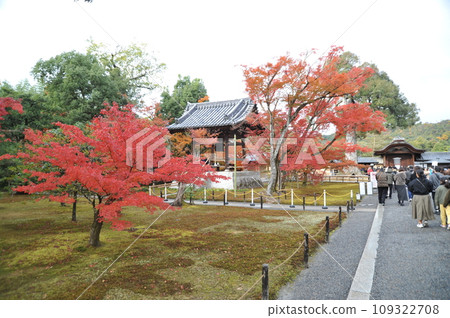 Kinkakuji 2023① Kinkakuji 2023① 109322708