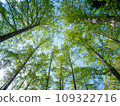 Looking up at the fresh green trees 109322716
