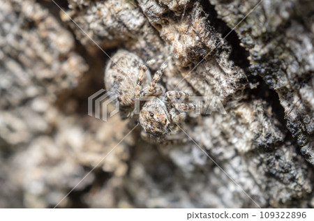 Jumping spider Jumping spider 109322896