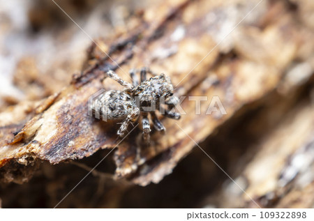 Jumping spider 109322898
