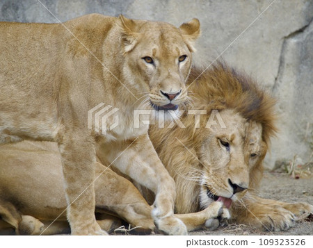 Lion's couple 109323526