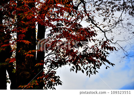 神代植物園的大樹,櫸樹的秋葉映襯著藍天的景色 神代植物園的大樹,櫸樹的秋葉映襯著藍天的景色 109323551