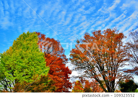 神代植物園的大樹，櫸樹的秋葉映襯著藍天的景色 109323552