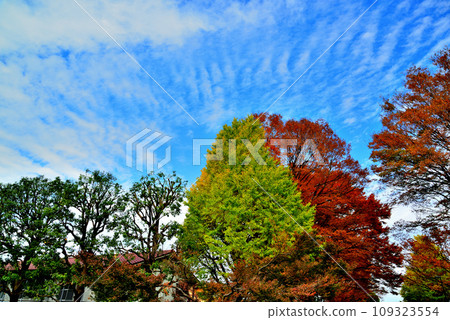 神代植物園的大樹，櫸樹的秋葉映襯著藍天的景色 109323554