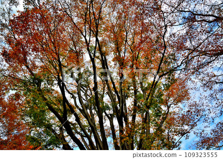 神代植物園的大樹，櫸樹的秋葉映襯著藍天的景色 109323555