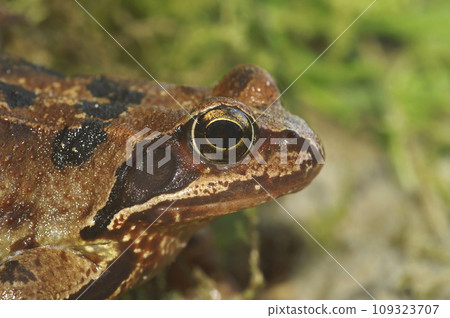 Close-up on a female of the European Common brown frog, Rana temporaria 109323707
