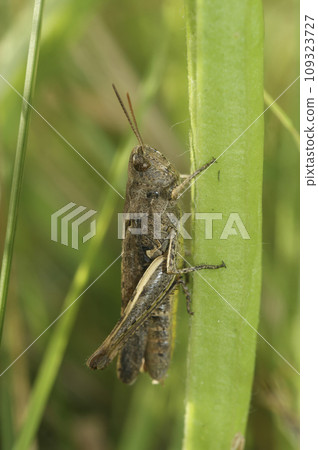Vertical closeup on the brown colored bow-winged, grasshopper, Chorthippus biguttulus 109323727