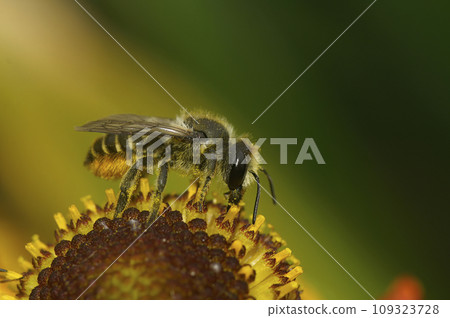 Closeup on a female Patchwork leafcutter bee, Megachile centuncularis, sitting on an orange Helenium flower 109323728