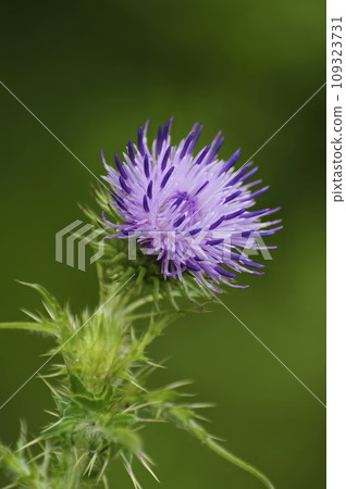 Vertical closeup on the soft purple flower of a curly plumeless thistle, Carduus crispus Vertical closeup on the soft purple flower of a curly plumeless thistle, Carduus crispus 109323731
