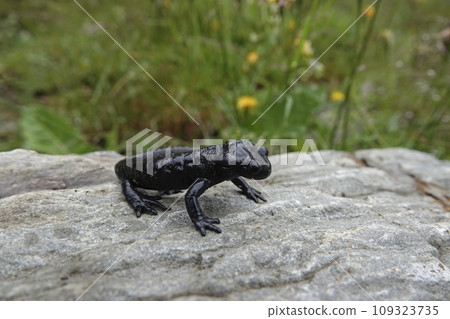 Closeup on the charcoal black Alpine salamander, Salamandra atra in the Austrian Carinthian Alps 109323735