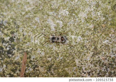 Closeup on a small ground bug, Scolopostethus affinis, sitting on a stone Closeup on a small ground bug, Scolopostethus affinis, sitting on a stone 109323738