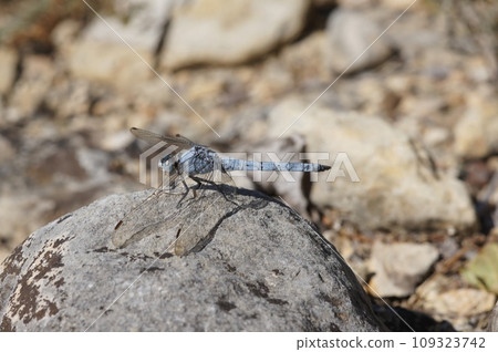 Detailed closeup on a blue male Mediterranean Southern Skimmer dragonfly, Orthetrum brunneum sitting on a stone 109323742
