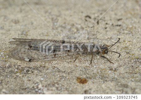 Closeup on a Mediterranean Four-spotted Antlion, Distoleon tetragrammicus sitting on a stone Closeup on a Mediterranean Four-spotted Antlion, Distoleon tetragrammicus sitting on a stone 109323745