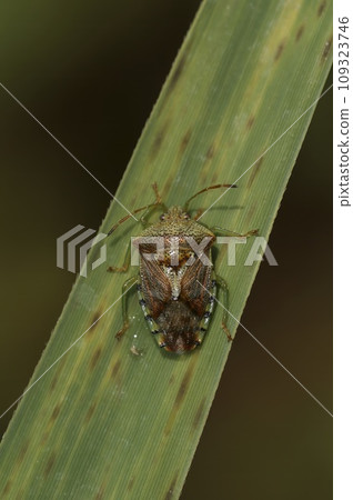 Vertical closeup on a parent bug, Elasmucha grisea sitting on a green leaf Vertical closeup on a parent bug, Elasmucha grisea sitting on a green leaf 109323746