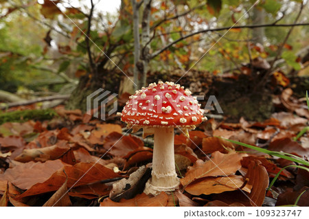 Closeup on a signle fresh brilliant red and white spotted Fly agaric, Amanita muscaria, on he forest floor Closeup on a signle fresh brilliant red and white spotted Fly agaric, Amanita muscaria, on he forest floor 109323747
