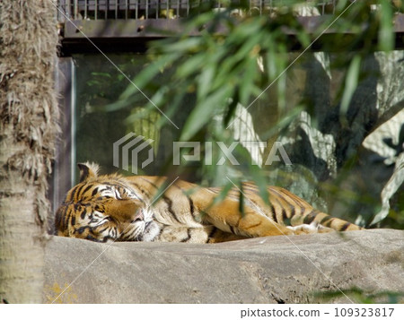 蘇門答臘虎正在午睡 109323817