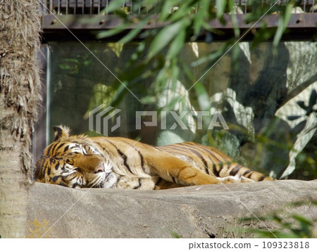 Sumatran tiger taking a nap Sumatran tiger taking a nap 109323818
