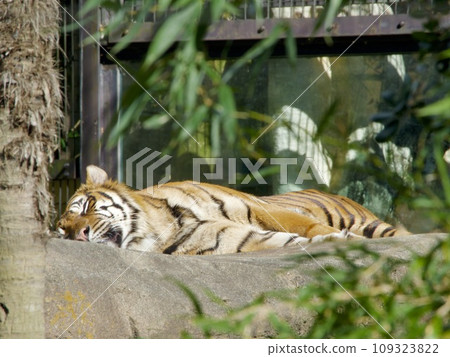 Sumatran tiger taking a nap Sumatran tiger taking a nap 109323822