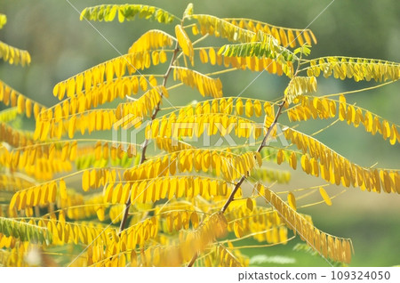 蕁麻美麗的黃色葉子 109324050