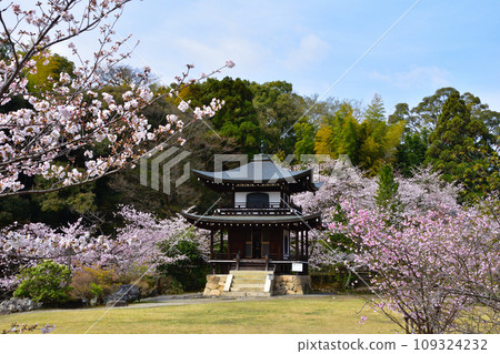 春天 京都 觀修寺 春天 京都 觀修寺 109324232