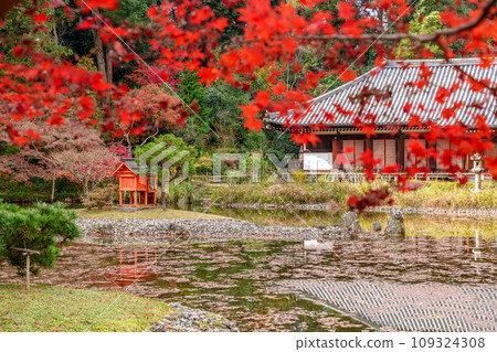 [Kyoto Prefecture] Kizugawa City Joruriji Temple (Photo taken on 2023/11/29) 109324308