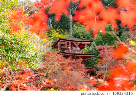 [京都府] 木津川市淨琉璃寺（2023年11月29日拍攝） 109324310