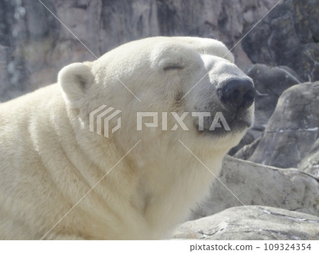北極熊 109324354