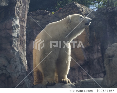 北極熊勇敢的身影 109324367