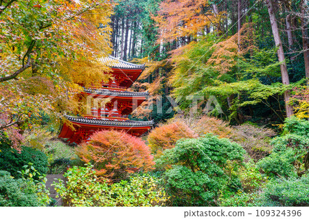 [Kyoto Prefecture] Kizugawa City Iwafune Temple (Photo taken on 2023/11/29) 109324396
