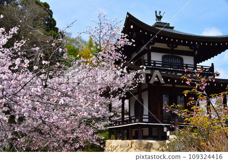 春天 京都 觀修寺 109324416