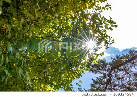 November sun and yellow-green ginkgo leaves ~Little spring~ 109324594